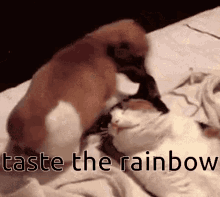 cute dog tail wag taste the rainbow
