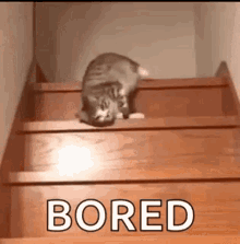 bored boring cat slide