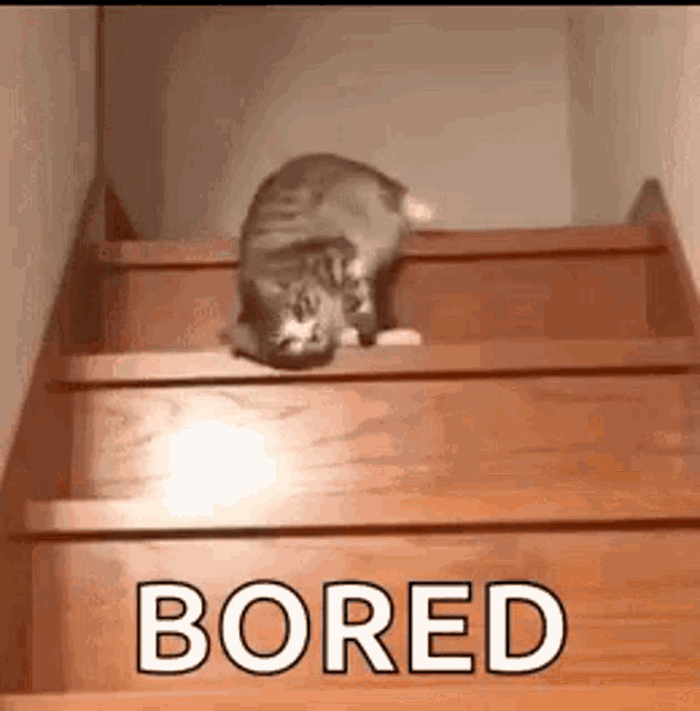 Bored Boring GIF - Bored Boring Cat GIFs