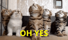 The Cats Confirm Oh Yes GIF - The Cats Confirm Oh Yes Sure GIFs