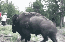 Bison Attacks GIF - Bison Attacks GIFs