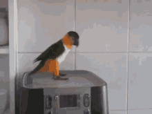 Yes Parrot Dance GIF - Yes Parrot Dance Funny Animals GIFs
