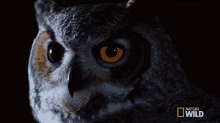 huh great horned owl on the hunt what what do you mean what are you talking about