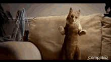 Get Your Groove On! GIF - Cats Dance GIFs
