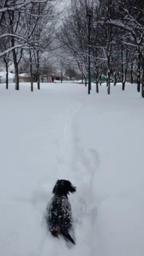 Teckel Snow GIF - Teckel Snow Dog - Discover & Share GIFs