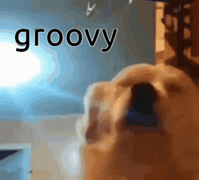 dog-meme.gif