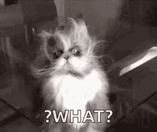 cat funny gif what confused