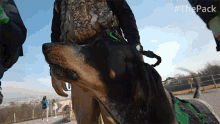 Barking The Pack GIF - Barking The Pack Mad GIFs