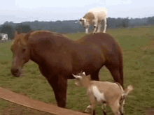 funny animals goats