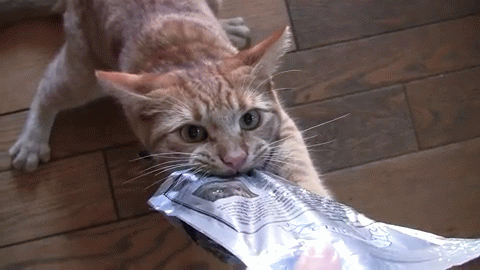 Kitty Turns Into A Possesive Treat Monster GIF - Cat Kitten Food - Discover  &amp; Share GIFs