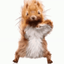 Squirrel Dance GIF - Squirrel Dance Viral GIFs