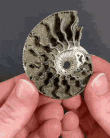 ammonite special cool looking awesome