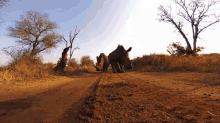 Move Bitch, Get Out Da Way GIF - Rhinoceros Gopro Camera GIFs