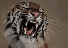 Beast Rawr GIF - Beast Rawr Tiger GIFs