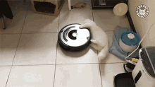 Robot Vaccum Cat GIF - Robot Vaccum Cat Spin GIFs
