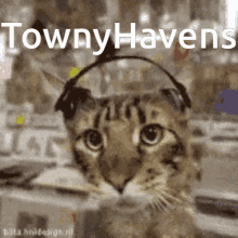 Townyhavens Tony GIF - Townyhavens Towny Tony GIFs