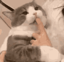 Heywe Dimden GIF - Heywe Dimden Cat GIFs
