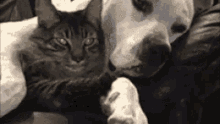 Cane Gatto Amore Abbracciami Sono Cane E Gatto Sbadigliare Dormicchiare GIF - Cat Dog Hug Me GIFs