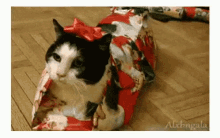 Cat Gift GIF - Cat Gift Wrapper GIFs