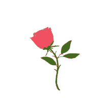 Rose Flower GIF - Rose Flower Love GIFs