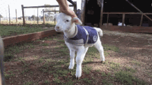 Lamb Wagging GIF - Lamb Wagging Wiggle GIFs