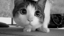 Cat Looking GIF - Cat Looking Finding GIFs
