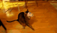Sensing A Theme Here... Cats + Cups = No GIF - Cats Cute Cups GIFs