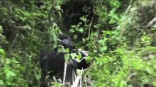 Gorilla Harambe GIF - Gorilla Harambe Nervous GIFs