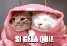 Gelo Freddo Ghiaccio Animali Gatti Gatto Coperta Inverno Vicini Vicini GIF - Cats Pets Blanket GIFs