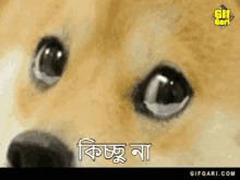 Doge Doge Gif GIF - Doge Doge Gif Cute Doge GIFs