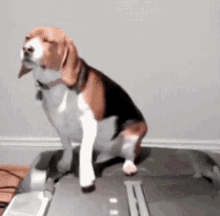 Lazy Dog GIF - Lazy Dog Treadmill GIFs