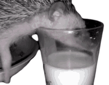 thirsty mmm tasty milk hedgehog