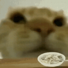 Cat Cereal GIF - Cat Cereal Funny GIFs