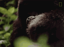 Investigating Dian Fossey Narrates Her Life With Gorillas In This Vintage Footage GIF - Investigating Dian Fossey Narrates Her Life With Gorillas In This Vintage Footage World Gorilla Day GIFs
