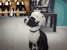 Beyonce Birthday GIF - Beyonce Birthday Boston Terrier GIFs