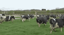 That Cow GIF - Cow Skip Sideways GIFs