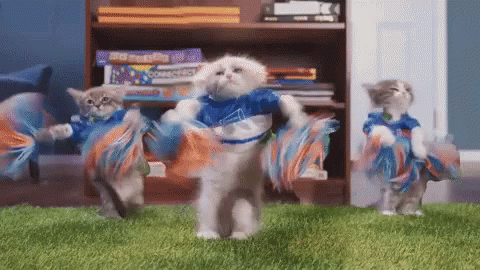 Cat Cheerleaders Aarons Animals GIF - Cat Cheerleaders Aarons Animals Kittens - Discover & Share GIFs