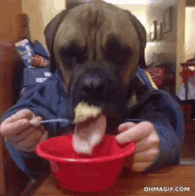 Eat Eating GIF - Eat Eating Dog GIFs
