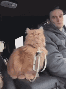 Cat Cat Stands GIF - Cat Cat Stands You Seeing This Man GIFs