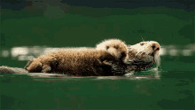 In Love GIF - Otter Otters Couple GIFs