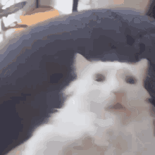 Cat Pus GIF - Cat Pus Kitty GIFs