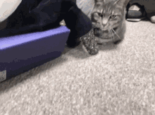 Cat Lazy GIF - Cat Lazy Yawn GIFs