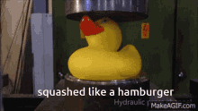 Squashed Like A Hamburger Duck GIF - Squashed Like A Hamburger Squashed Squash GIFs
