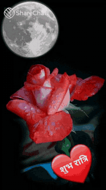 पूरनचंद्र लाल GIF - पूरनचंद्र लाल गुलाब GIFs