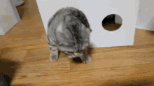 Cat Typical GIF - Cat Typical Derpy GIFs