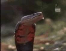 cobra spit tirando veneno veneno cobra