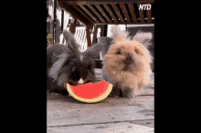 Watermelon Bunnies GIF - Watermelon Bunnies Adorable GIFs