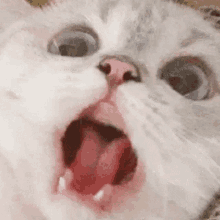 Cat Screaming GIF - Cat Screaming Scared GIFs
