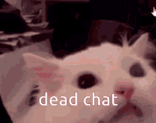 Dead Chat Cat GIF - Dead Chat Dead Chat GIFs