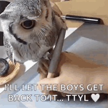 owl write cute animals birds